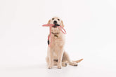 Dogs Leads, Collars & Harness
